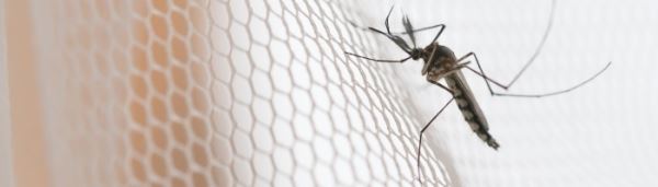 Моноклональные антитела смогли предотвратить заражение малярией