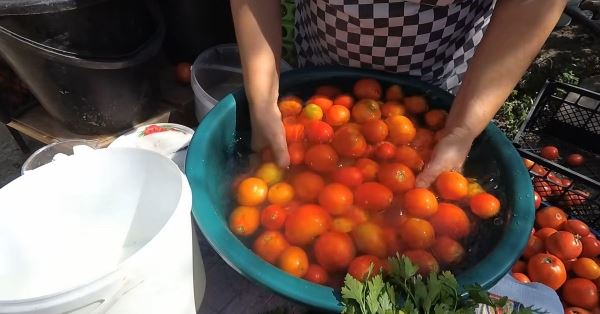 Квашеные помидоры в ведре с сахаром