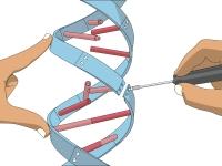 В Китае впервые применили технологию CRISPR в лечении человека